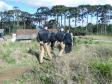Prefeitura de Fazenda Rio Grande construirá nova sede da PM na cidade