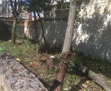 CONSEG Juvevê coordenou a limpeza do terreno baldio na Rua Euzébio da Motta